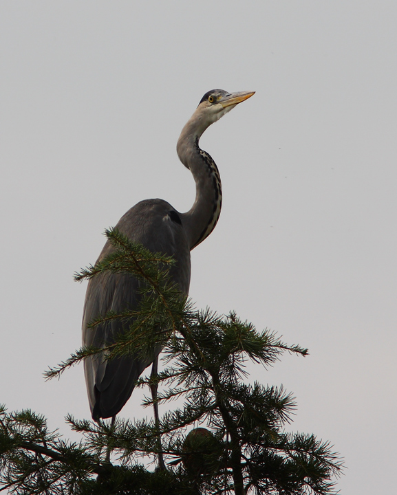 l''airone cenerino cittadino